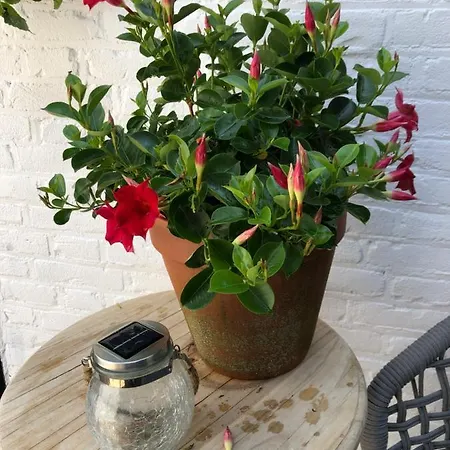 Appartement Zandvoortferienwohnungen *