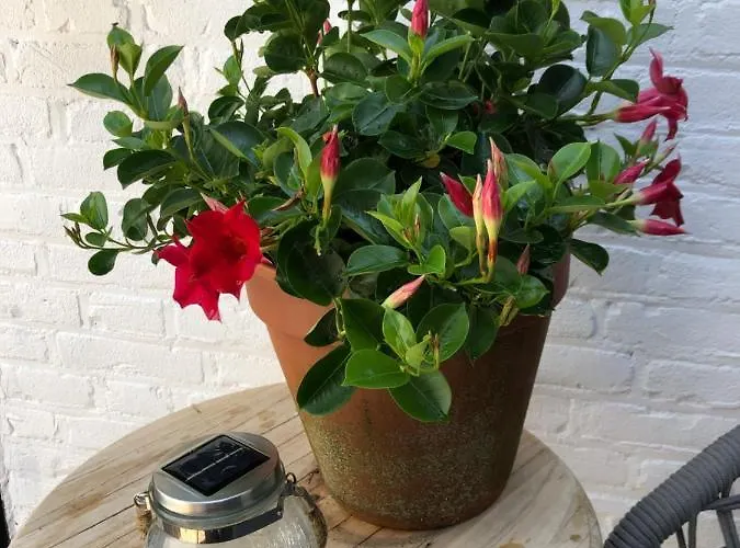 Апартаменты Zandvoortferienwohnungen *